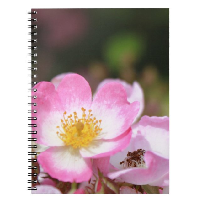 söt rosa vild ro blommor för dam anteckningsbok (Framsidan)