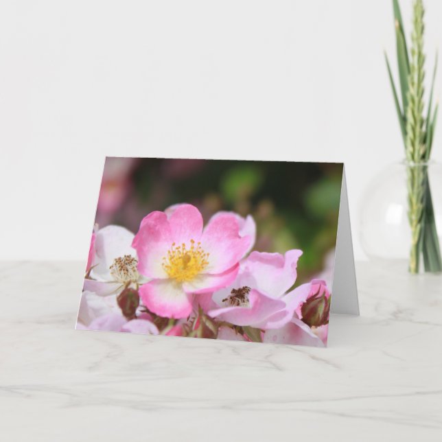 söt rosa vild ro blommor för dam helgkort (Framsida)