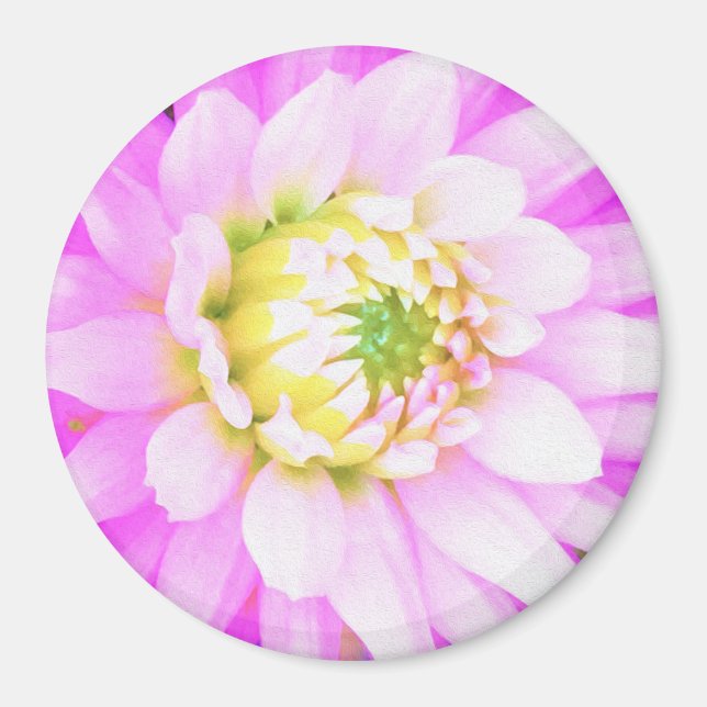 Söt Rosa, vit och Gult Cactus Dahlia Macro Magnet (Framsidan)