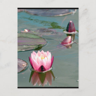 Söt Rosa Waterlily vykort