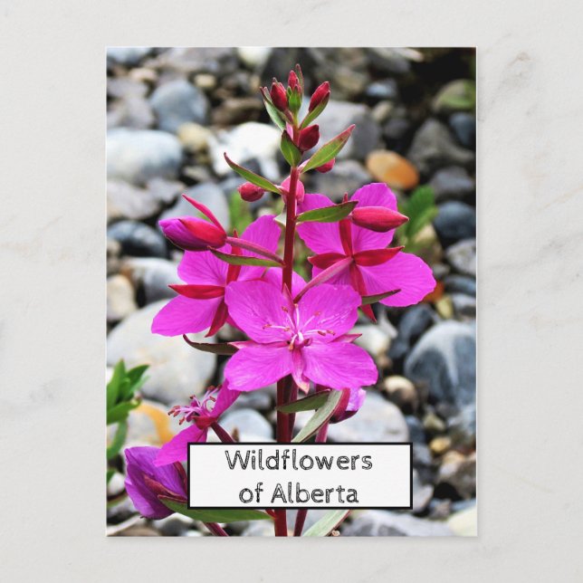 Söt Rosa Wildblomme Fireweed Bloom i Kanada Vykort (Framsida)