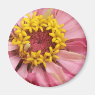 Söt Rosa Zinnia Magnet