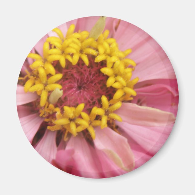 Söt Rosa Zinnia Magnet (Framsidan)