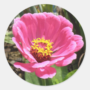 Söt Rosa Zinnia Stickers Runt Klistermärke
