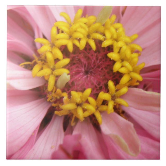 Söt Rosa Zinnia Tile Kakelplatta (Framsidan)