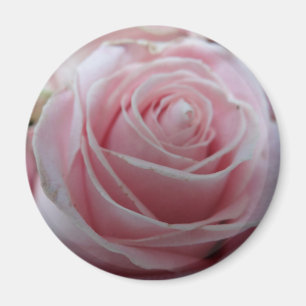 Söt rosblomma magnet