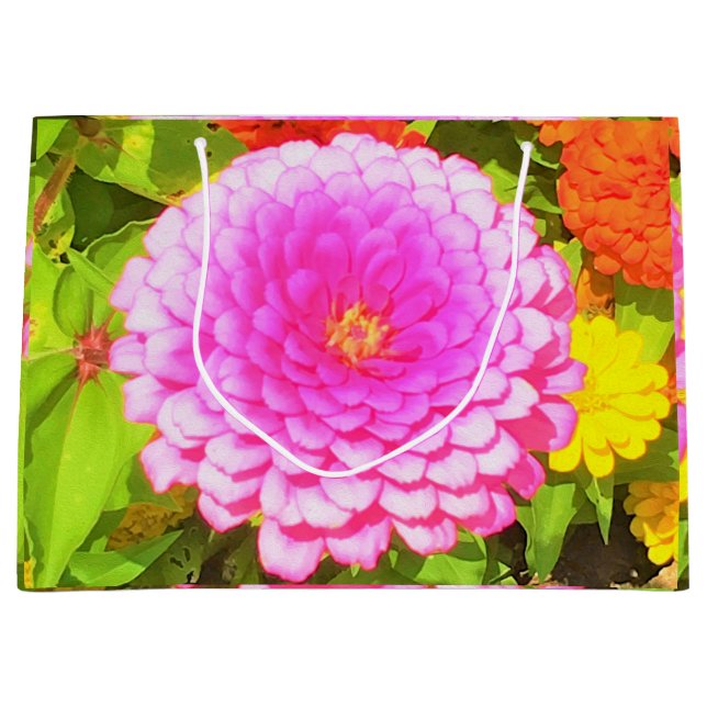 Söt Round Rosa Zinnia i sommarträdgården (Framsidan)