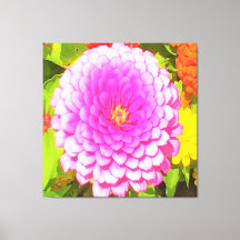 Söt Round Rosa Zinnia i sommarträdgården