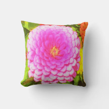 Söt Round Rosa Zinnia i sommarträdgården