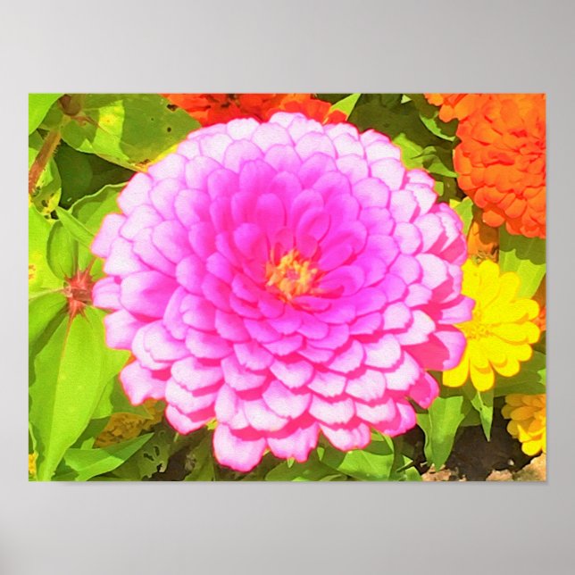 Söt Round Rosa Zinnia i sommarträdgården Poster (Framsidan)