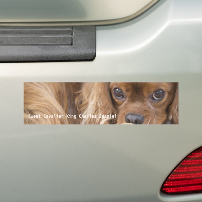Söt Ruby Cavalier King Charles Spaniel Bildekal (På Bil)
