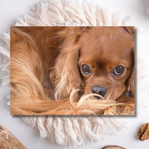 Söt Ruby Cavalier King Charles Spaniel Kort