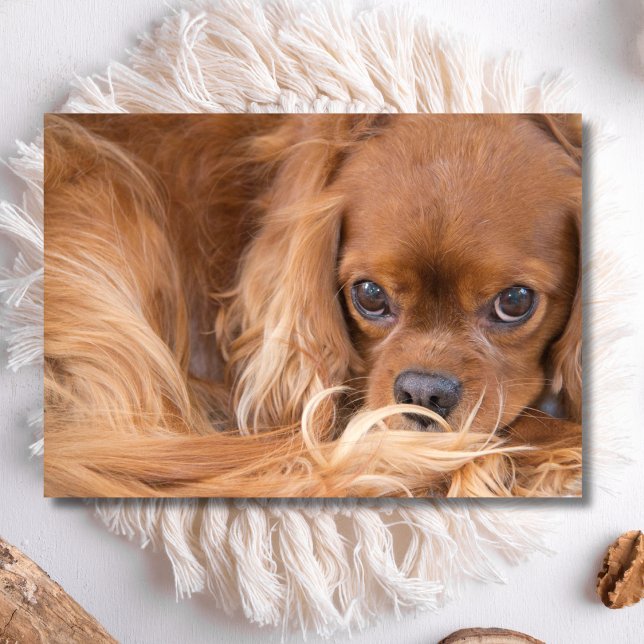 Söt Ruby Cavalier King Charles Spaniel Kort (Skapare uppladdad)