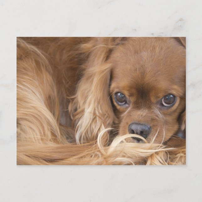 Söt Ruby Cavalier King Charles Spaniel Vykort (Framsida)