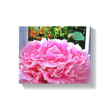 Söt Rustic Rosa Peony Flower