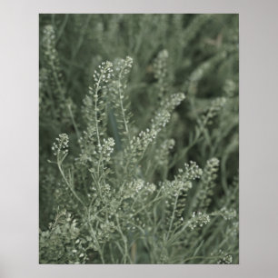 Söt Sage Grönt Plant Life into Vild Photo Poster