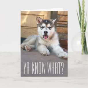 Söt saknar dig Alaskan Malamute-valp fotografera Kort