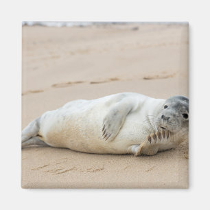 Söt säl poserar på en strand magnet