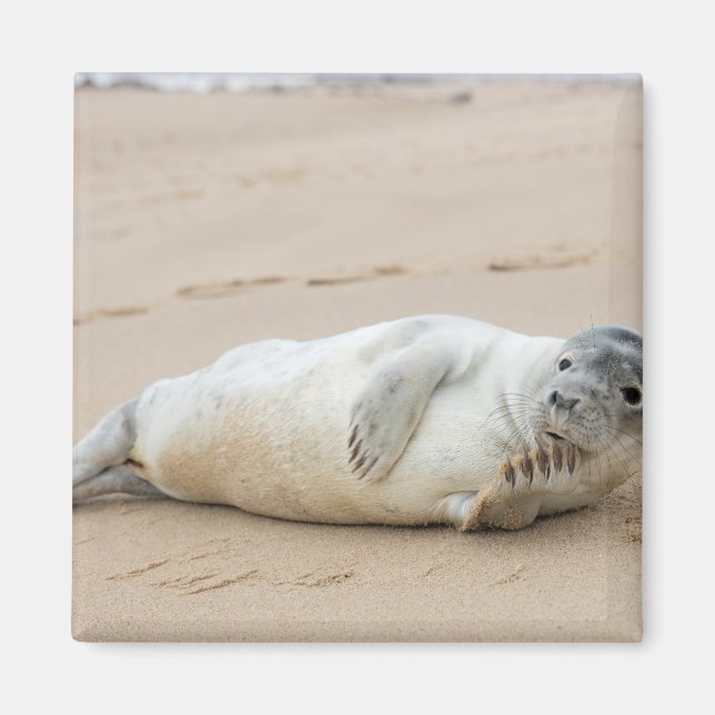Söt säl poserar på en strand magnet (Framsidan)