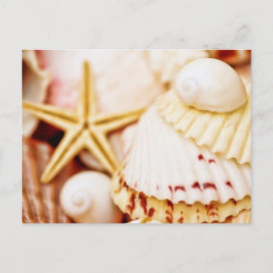 Söt Seashells Vykort