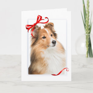 Söt Sheltie julkort Helgkort