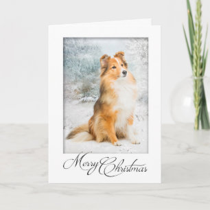 Söt Sheltie julkort Helgkort