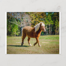 Söt Shetland Pony Vykort