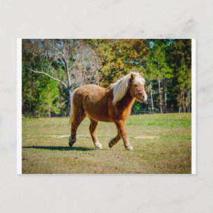 Söt Shetland Pony Vykort