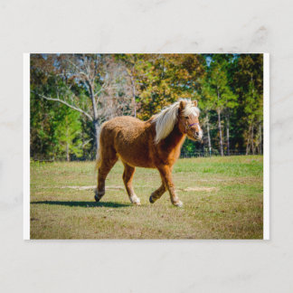 Söt Shetland Pony Vykort