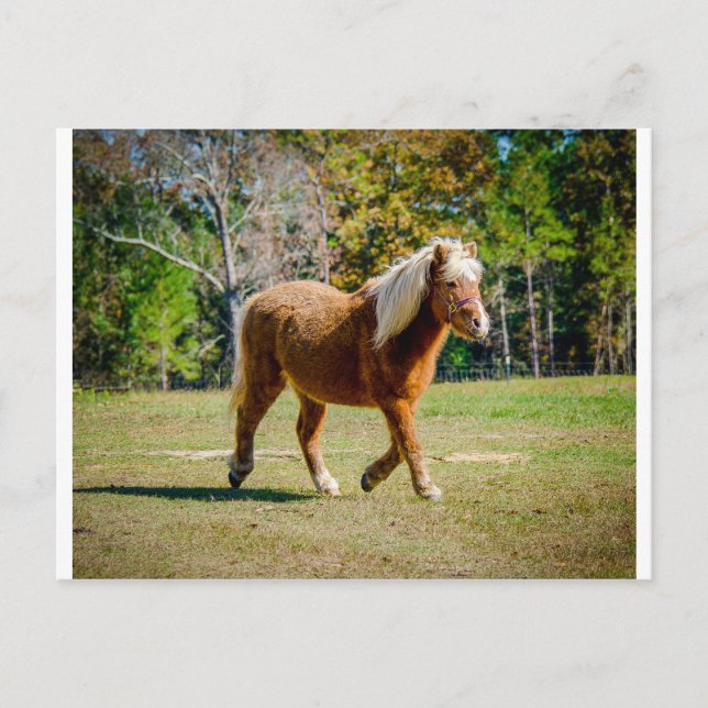 Söt Shetland Pony Vykort (Framsida)