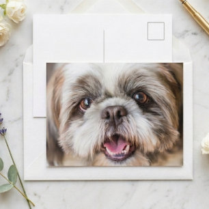 Söt Shih Tzu Hund Foto Närbild Porträtt Vykort