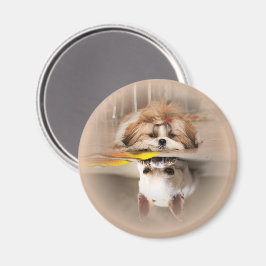 Söt shih tzu och chihuahua magnet