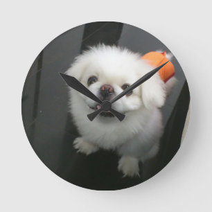 Söt shih tzu som tittar på kameran rund klocka