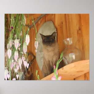 Söt Siamese Cat Animal Poster
