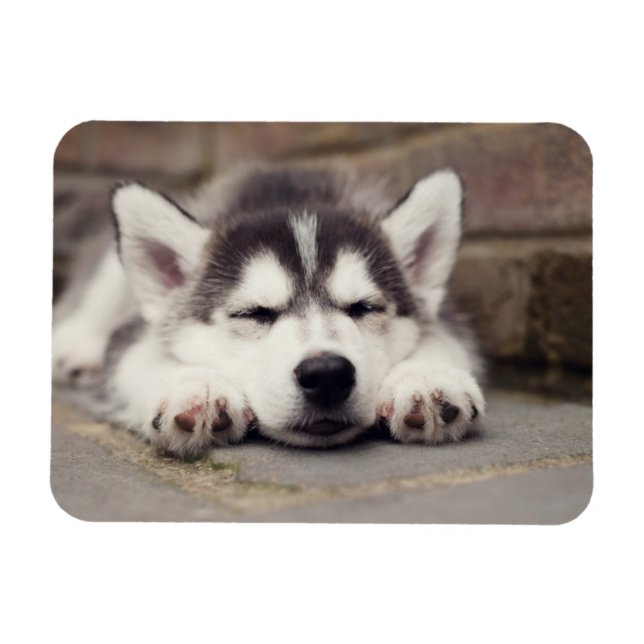 Söt Siberian husky-valpen Magnet (Horisontell)
