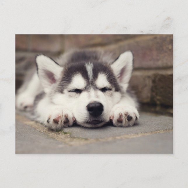 Söt Siberian husky-valpen Vykort (Framsida)
