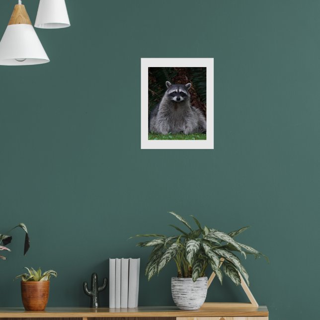 Söt Skog Tvättbjörn Vilda Djur Fotografisk Poster (Vardagsrum 1)