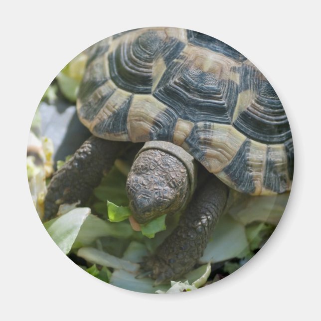 Söt sköldpadda magnet (Framsidan)