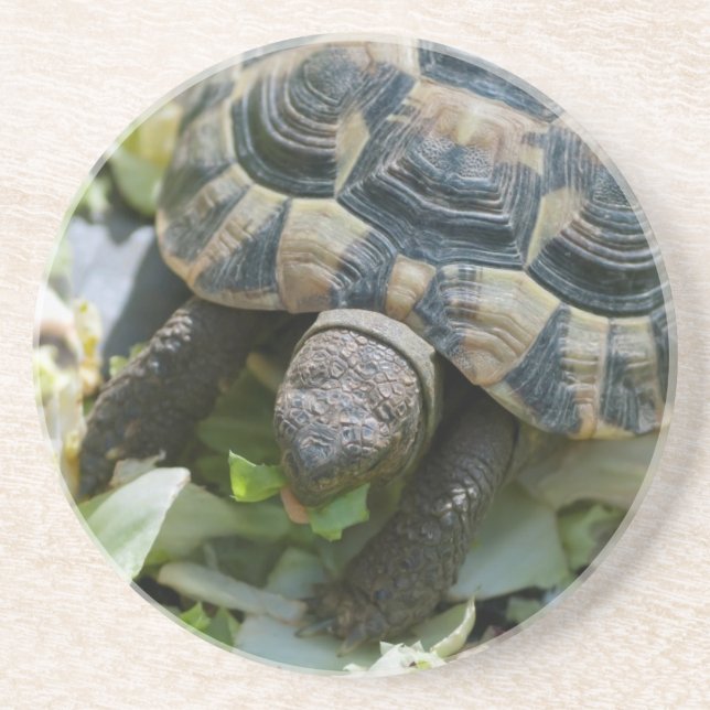 Söt sköldpadda underlägg sandsten (Framsidan)