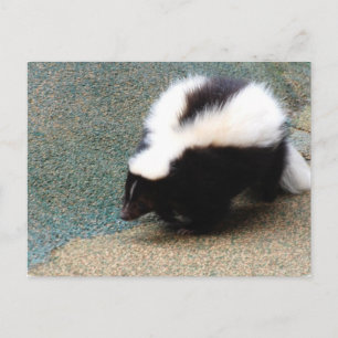 Söt Skunk Postkort Vykort