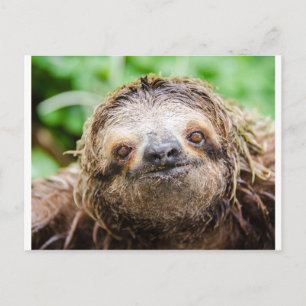 Söt Sloth Vykort