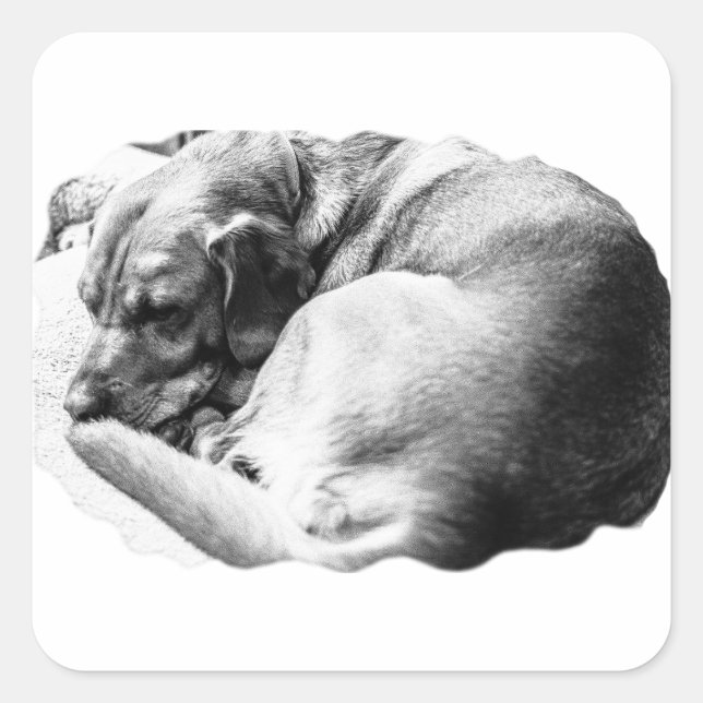 Söt Slumber Fyrkantigt Klistermärke (Framsida)