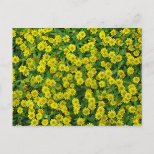 Söt Small Gula blommor Vykort