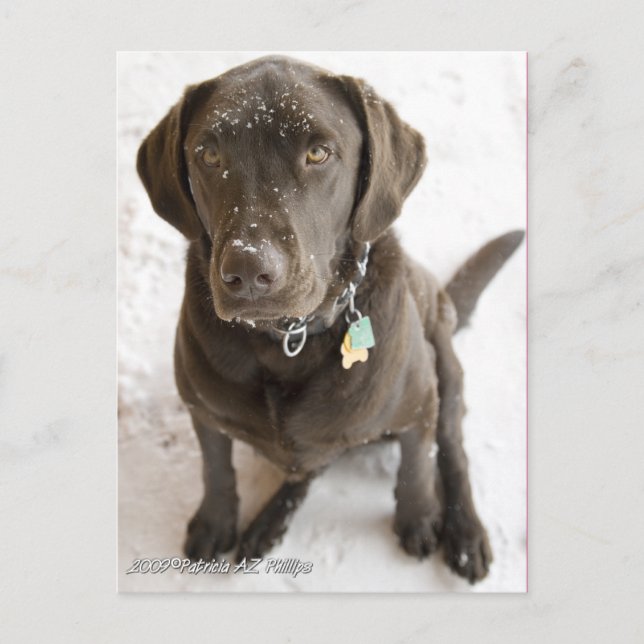 Söt snöströdd chokladlabradorfotografi vykort (Framsida)