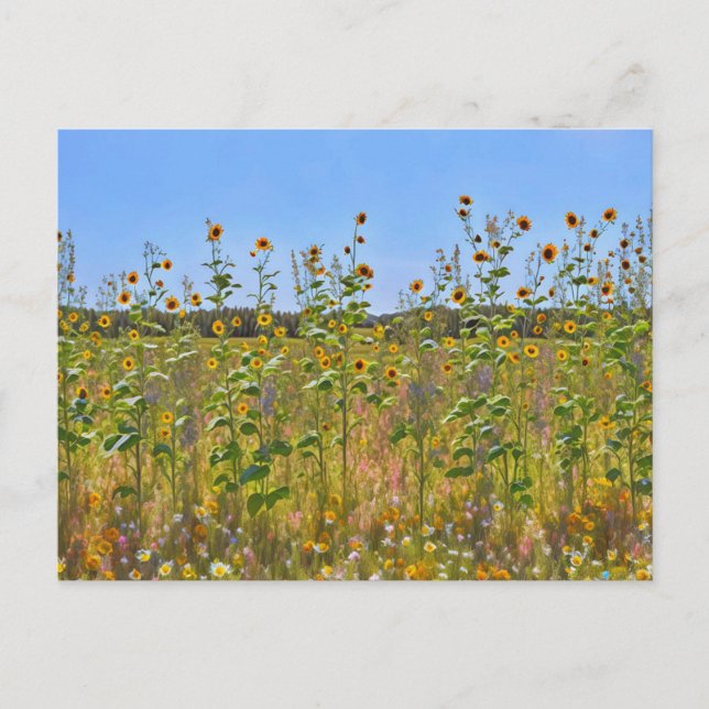 Söt Solblommor Blommor på ett vykort för lantgårds (Framsida)