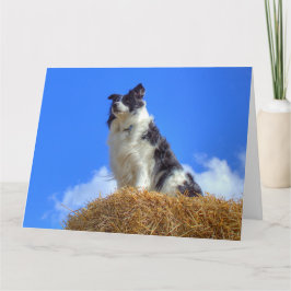 Söt sommar Border Collie Kort