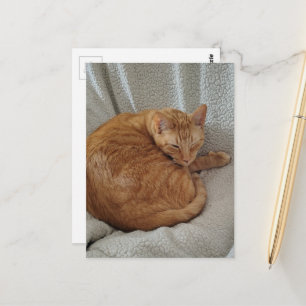 Söt sömnig gingerkatt vykort