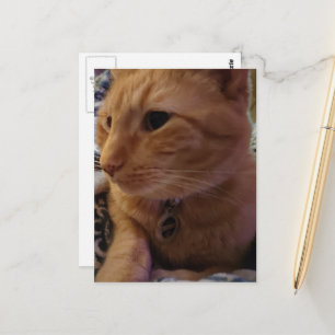 Söt sömnig gingerkatt vykort