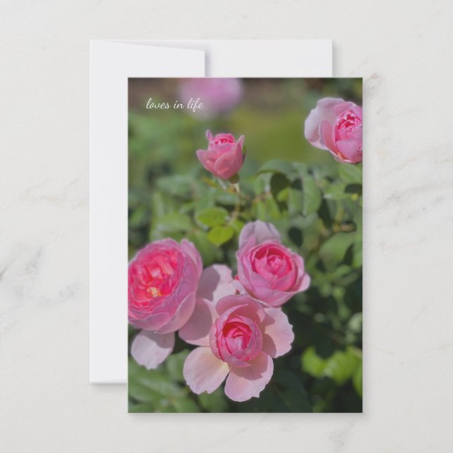 Söt Söt Rosa ros Anteckningskort (Framsida)