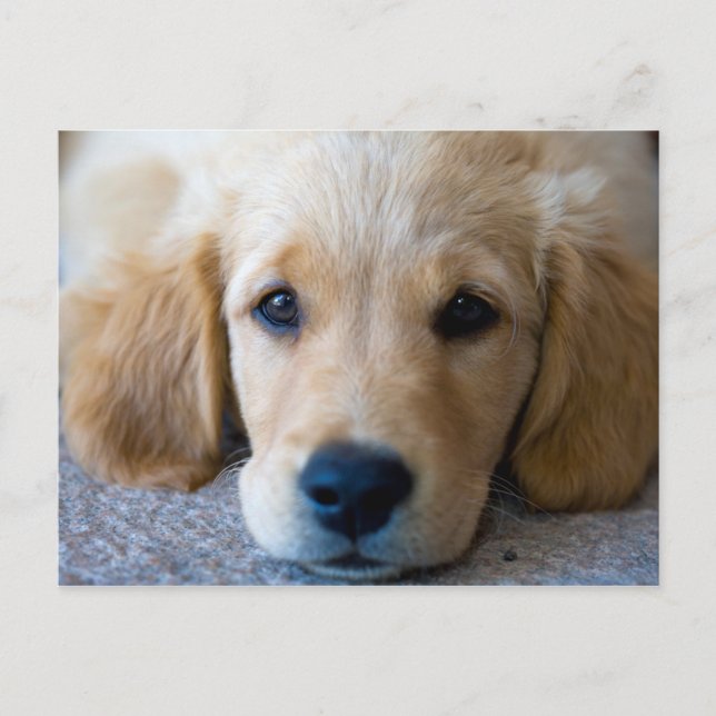 Söt, söt valp vykort (Framsida)